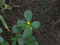 Portulaca oleracea