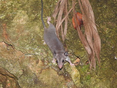 Ototylomys phyllotis