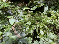 Pallavicinia