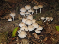 Candolleomyces tuberculatus