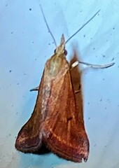 Microtheoris ophionalis