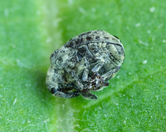 Cionus montanus