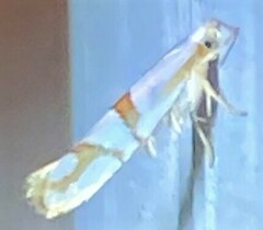 Argyresthia oreasella