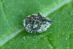 Cionus montanus