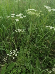 Chaerophyllum prescottii