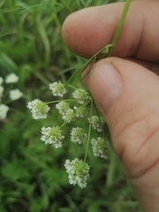 Chaerophyllum prescottii
