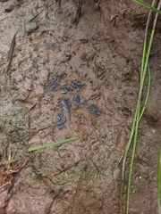 Bombina variegata