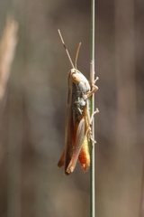 Euchorthippus chopardi