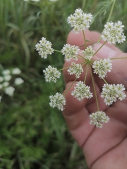 Chaerophyllum prescottii