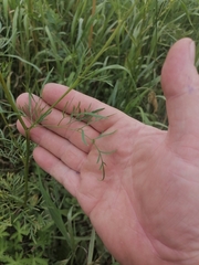 Chaerophyllum prescottii