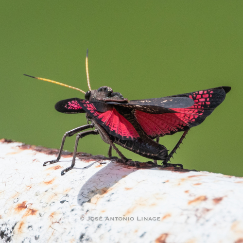 Romalea obscura