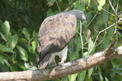 Haliaeetus humilis