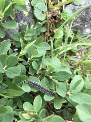 Eriogaster arbusculae