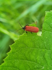 Pyropterus nigroruber
