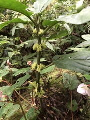 Paraphlomis javanica