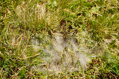 Malacosoma alpicolum