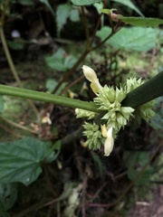 Paraphlomis javanica