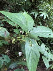 Paraphlomis javanica