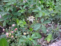 Potentilla nepalensis