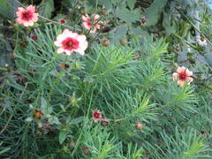 Potentilla nepalensis