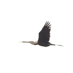 Anhinga melanogaster