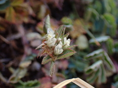 Trifolium scabrum