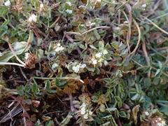 Trifolium scabrum