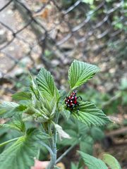 Lycorma delicatula