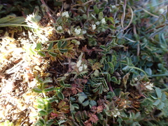 Trifolium scabrum