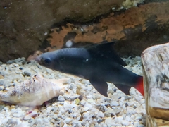 Epalzeorhynchos bicolor