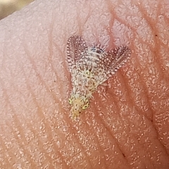 Paracanthella pavonina