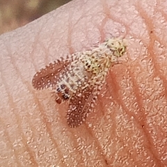 Paracanthella pavonina