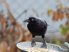 Molothrus oryzivorus