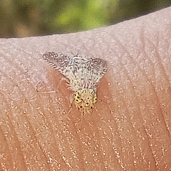 Paracanthella pavonina