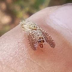 Paracanthella pavonina