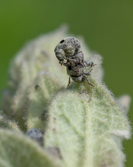 Cionus montanus