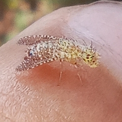 Paracanthella pavonina