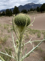 Cirsium canescens