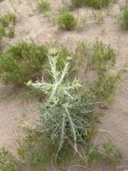 Cirsium canescens