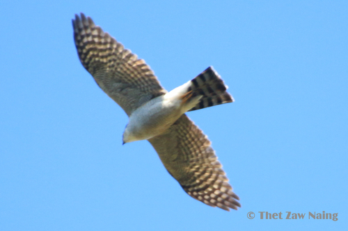 Japanese Sparrowhawk