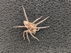 Anyphaenidae