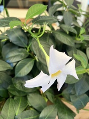 Mandevilla laxa