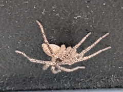 Anyphaenidae