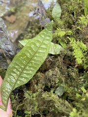 Leptochilus pteropus
