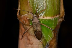 Notobitus