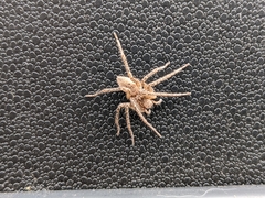 Anyphaenidae