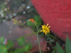 Ixeris chinensis