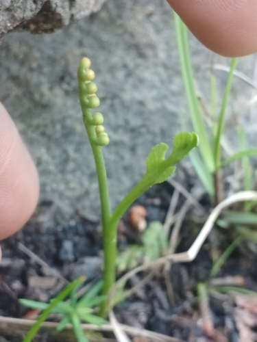 Botrychium tenebrosum (Botrychium tenebrosum)