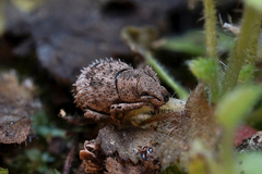 Pseudocneorhinus obesus