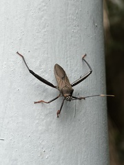 Notobitus meleagris